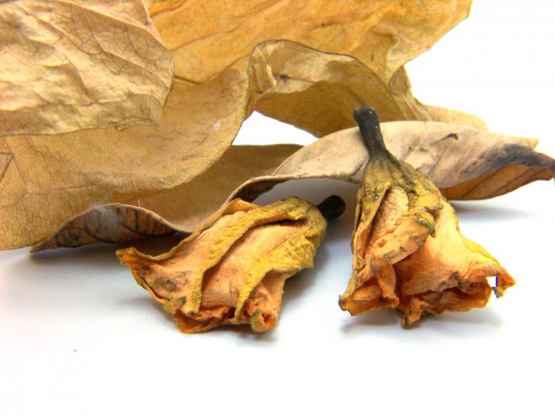 Free stock image of Dead Dry Leafs created by homero chapa
