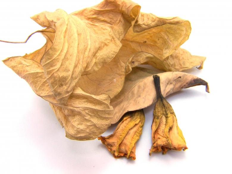 Free stock image of Leafs created by homero chapa
