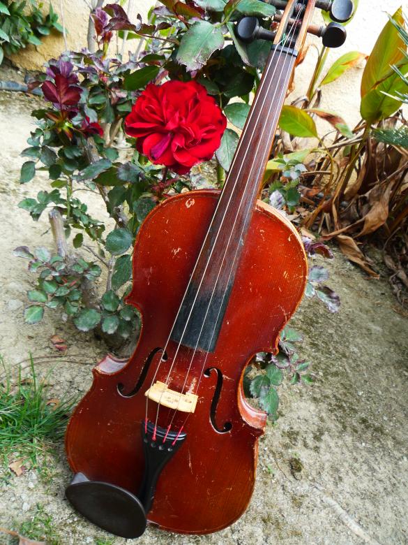 Free stock image of Violin study created by Doug Powell