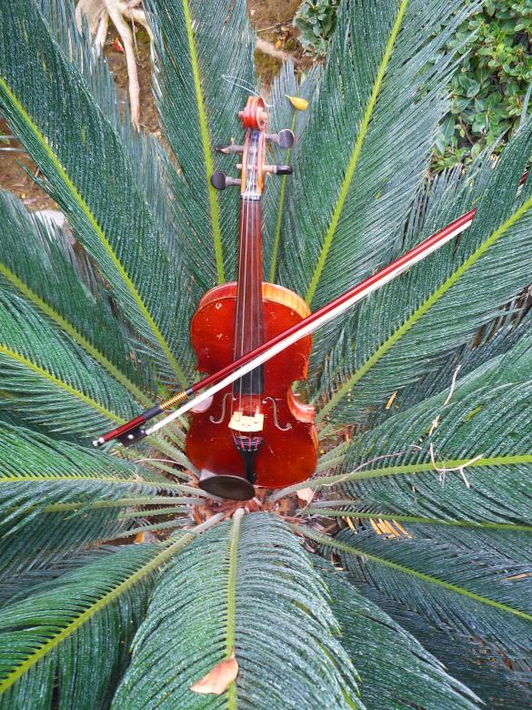 Free stock image of Violin study created by Doug Powell