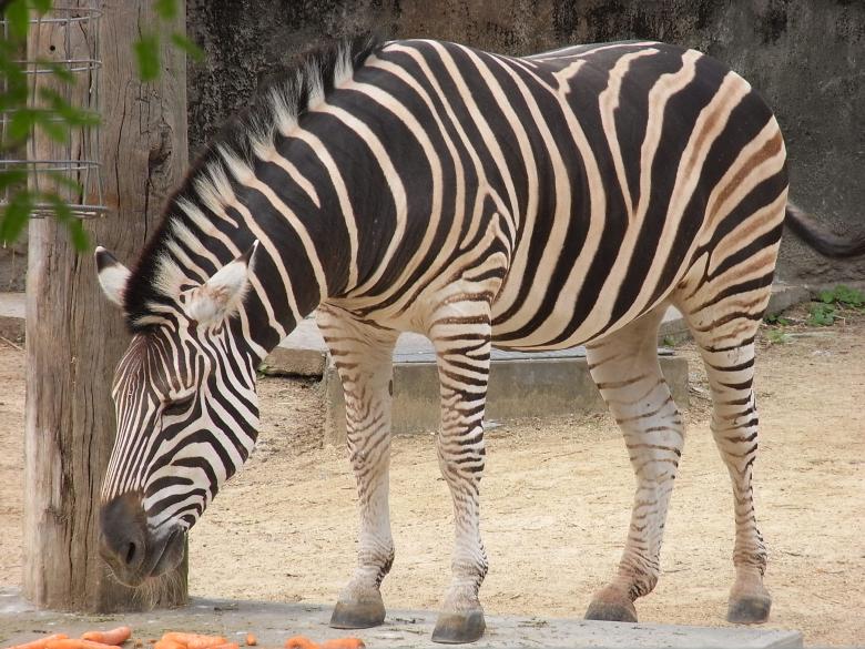 Free stock image of Zebra created by Jackie Skeate