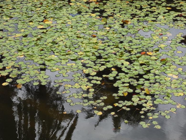 Free stock image of Lily pads created by Jackie Skeate