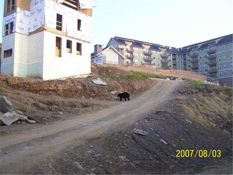 Free stock image of Bear In Construction Zone created by Marcy