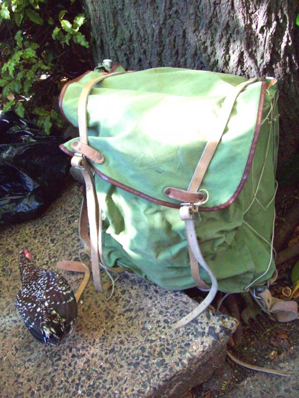 Free stock image of Rucksack - Backpack und Spangle Game Hen created by Peter Alexander Robb