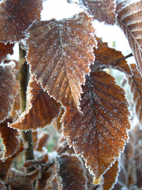 Free stock image of Frosty leaves created by Jackie Skeate