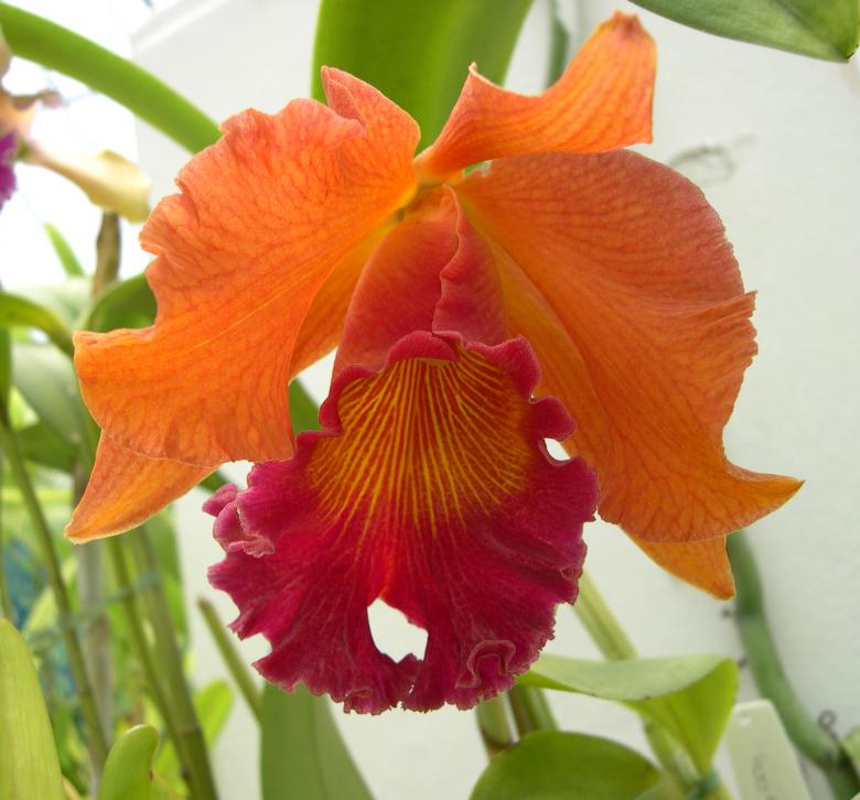 Free stock image of Orchid created by Jackie Skeate