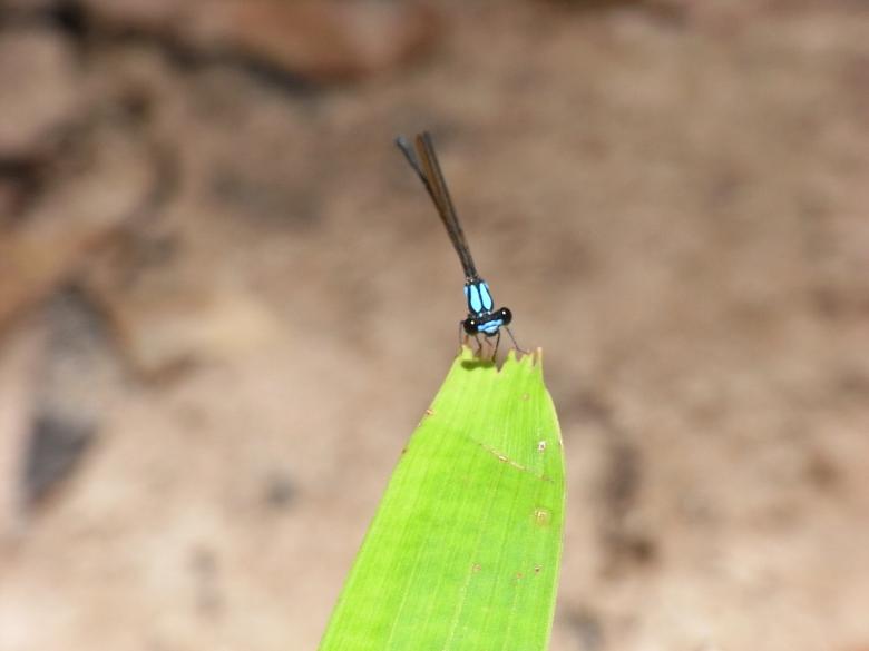 Free stock image of Blue dragonfly created by Jackie Skeate