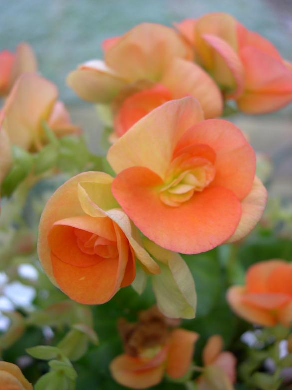 Free stock image of Orange flowers created by Jackie Skeate
