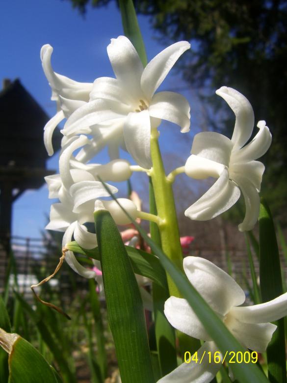 Free stock image of Spring flowers created by Marcy