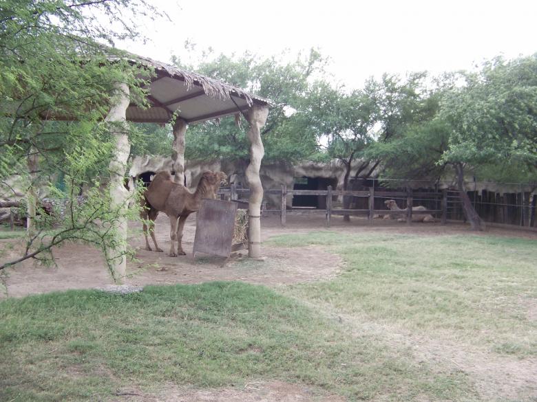 Free stock image of Dromedary created by homero chapa