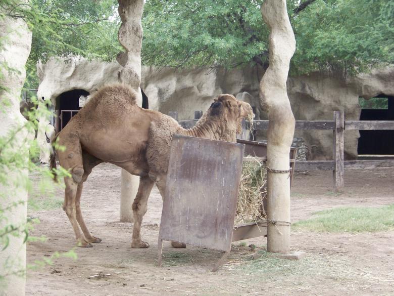 Free stock image of Camel at Zoo created by homero chapa
