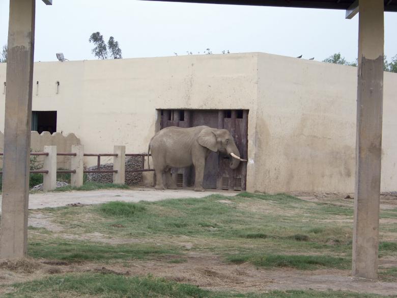 Free stock image of Elephant created by homero chapa