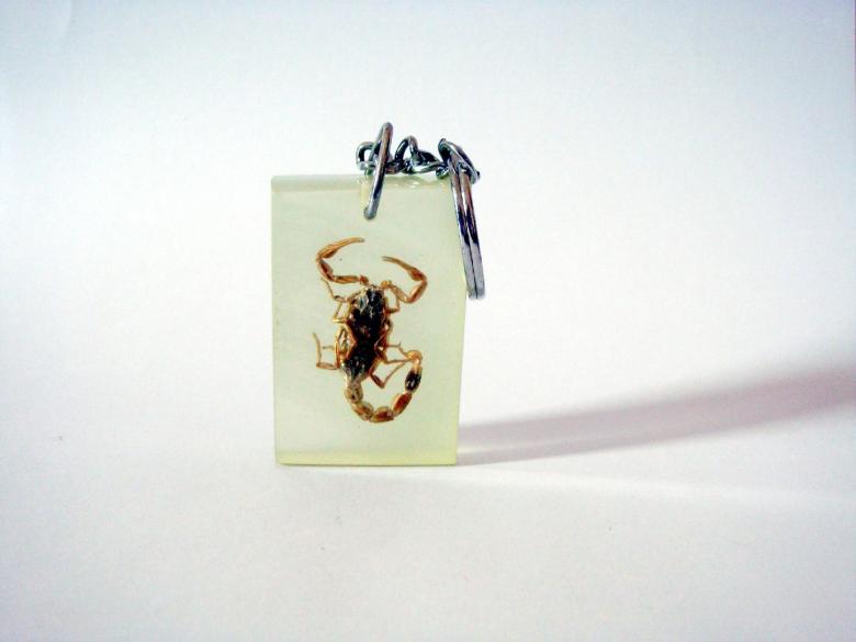 Free stock image of Scorpion Keyring created by Bilal Aslam