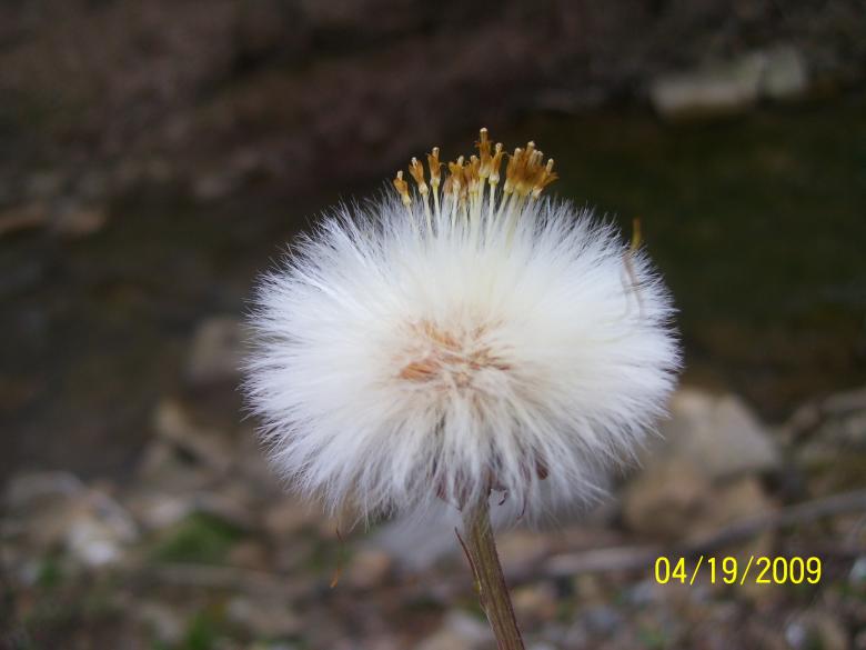 Free stock image of Dandelion created by Marcy