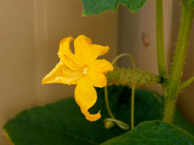 Free stock image of Baby cucumber created by Rosella Hermawan