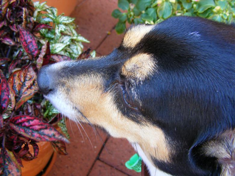 Free stock image of Fox terrier Dog created by Rosella Hermawan