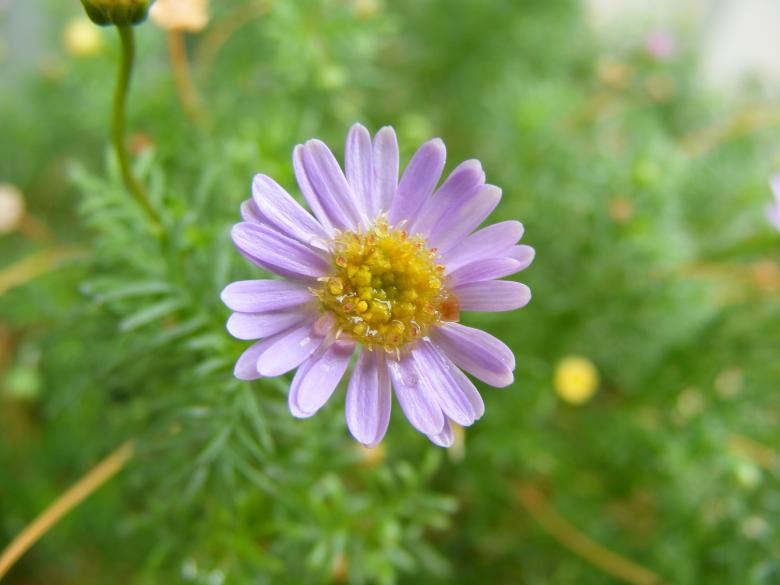 Free stock image of Daisy purple flower created by Rosella Hermawan