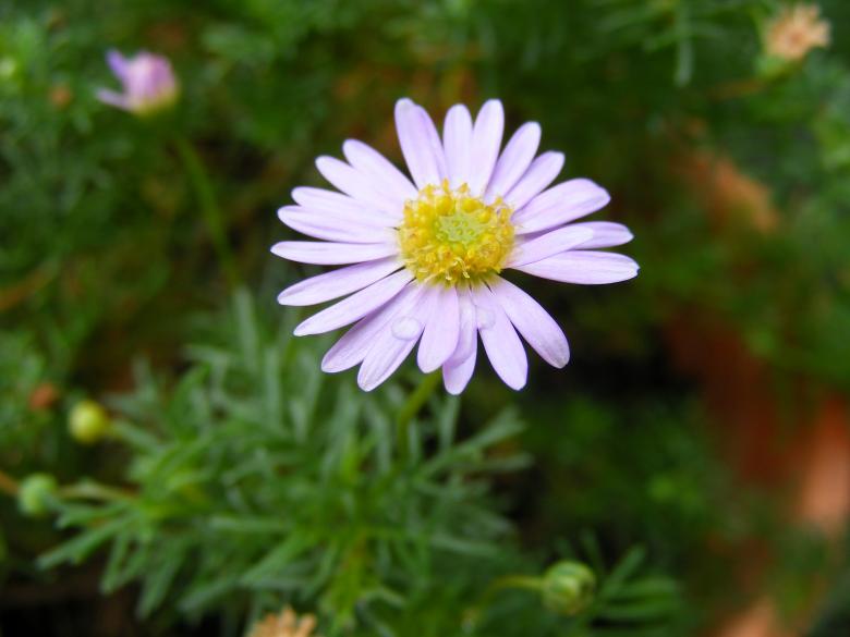 Free stock image of Purple daisy flower created by Rosella Hermawan