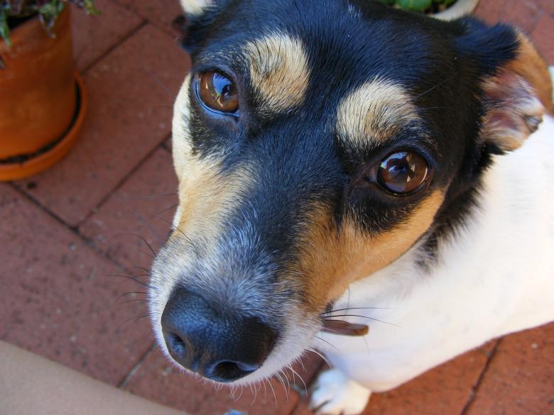 Free stock image of Fox terrier dog created by Rosella Hermawan