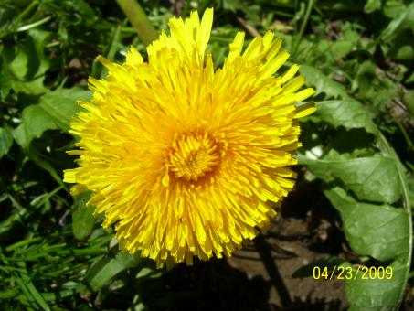 Dandy Lion - Free Stock Photo