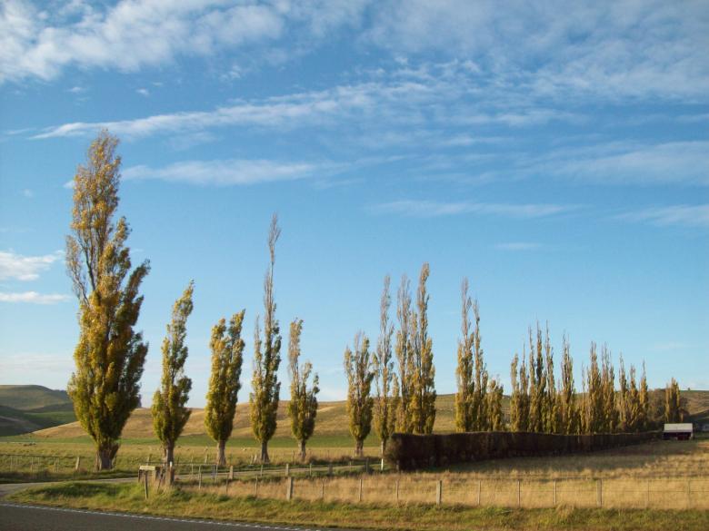 Free stock image of Otago- Canterbury Autumn / Fall created by Peter Alexander Robb
