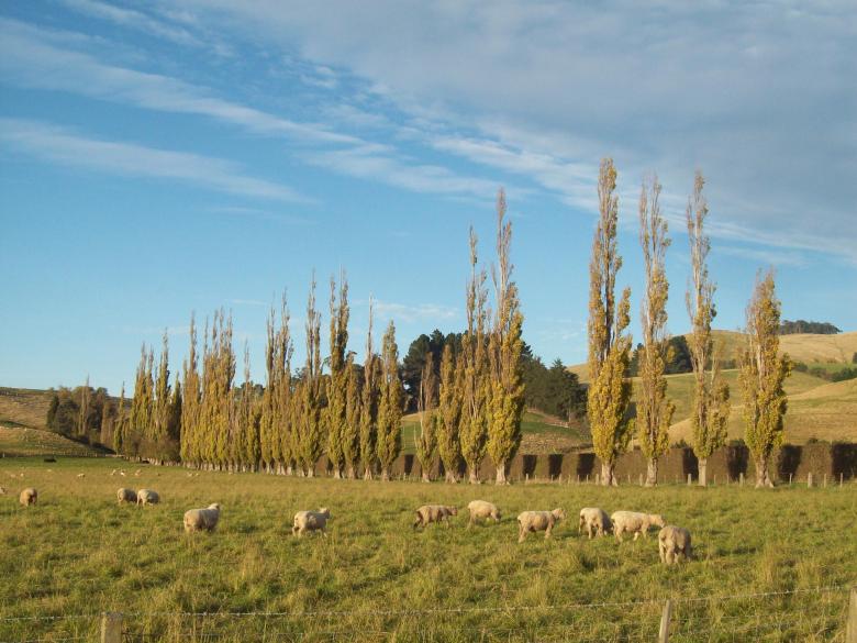 Free stock image of Otago- Canterbury Autumn created by Peter Alexander Robb