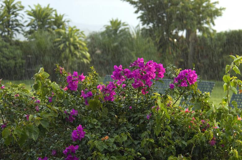Free stock image of Flowers bugambilia created by alejuse2007