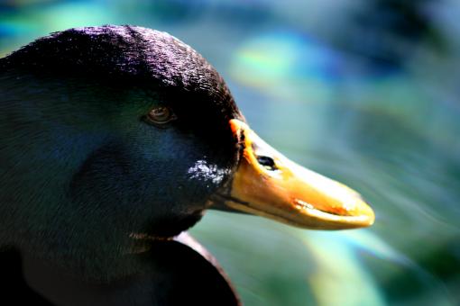 Duckface - Free Stock Photo