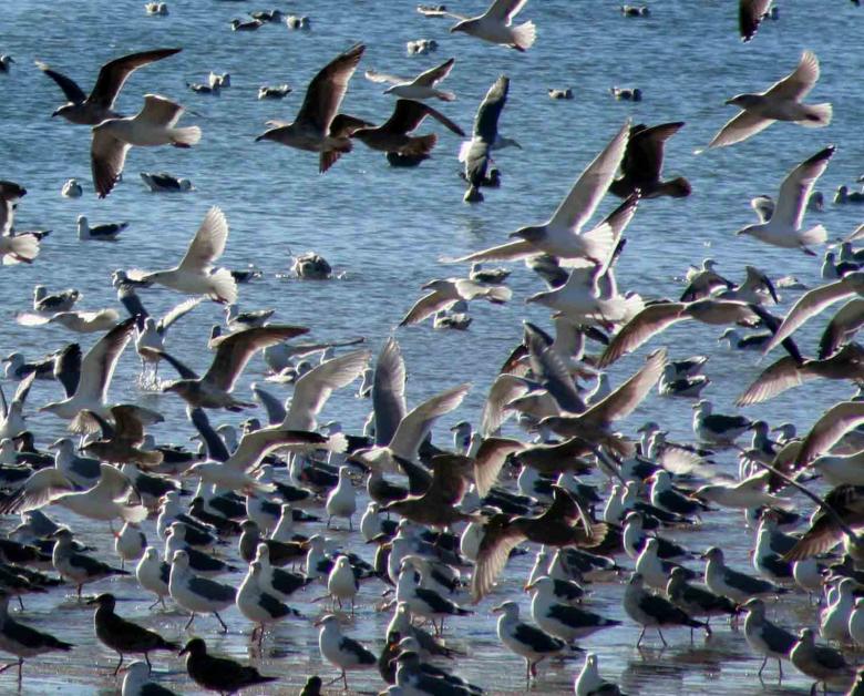 Free stock image of Way Too Many Gulls created by PatriciaEgreen