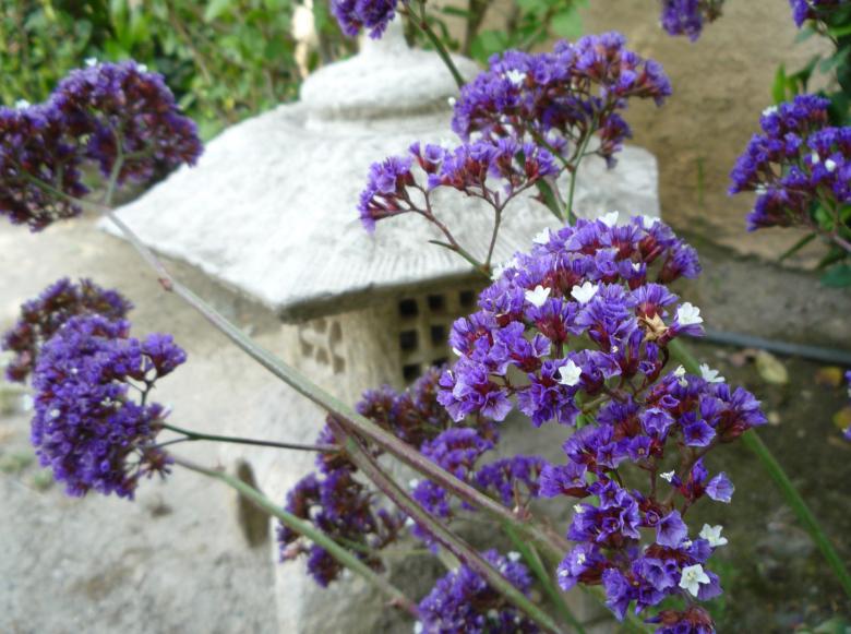 Free stock image of Violet petals - Sea Lavender - Statice created by Doug Powell