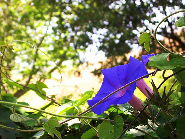 Free stock image of Morning Glory created by Doug Powell