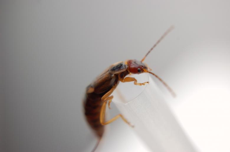 Free stock image of Insect created by pxl666