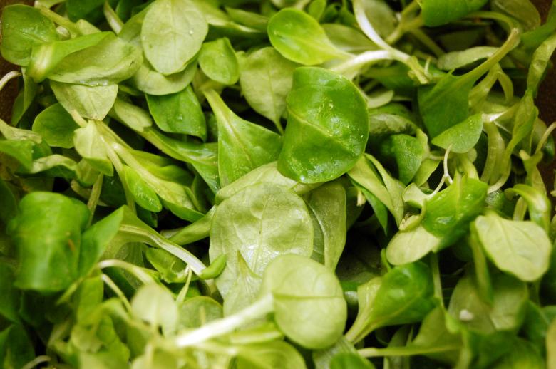Free stock image of Green salad created by pxl666