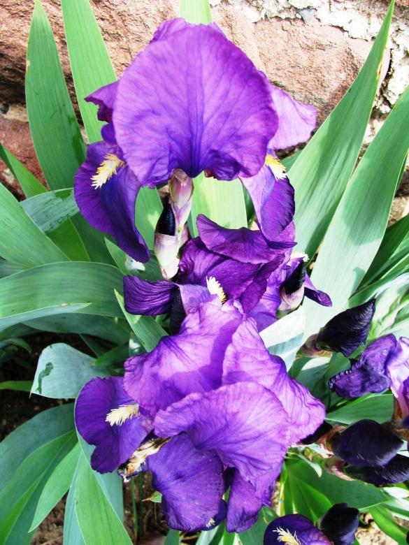 Free stock image of Iris germanica created by Yuliy Ganev
