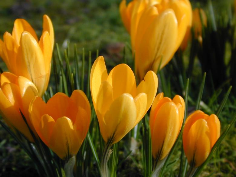 Free stock image of Spring Crocus created by freeimageslive
