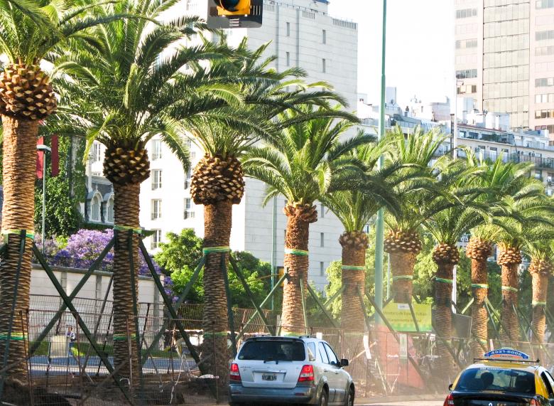 Free stock image of Palm avenue created by Barbara Din