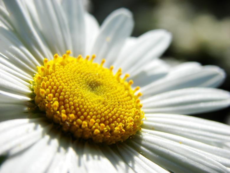 Free stock image of Marguerite created by Stefan Giuliani