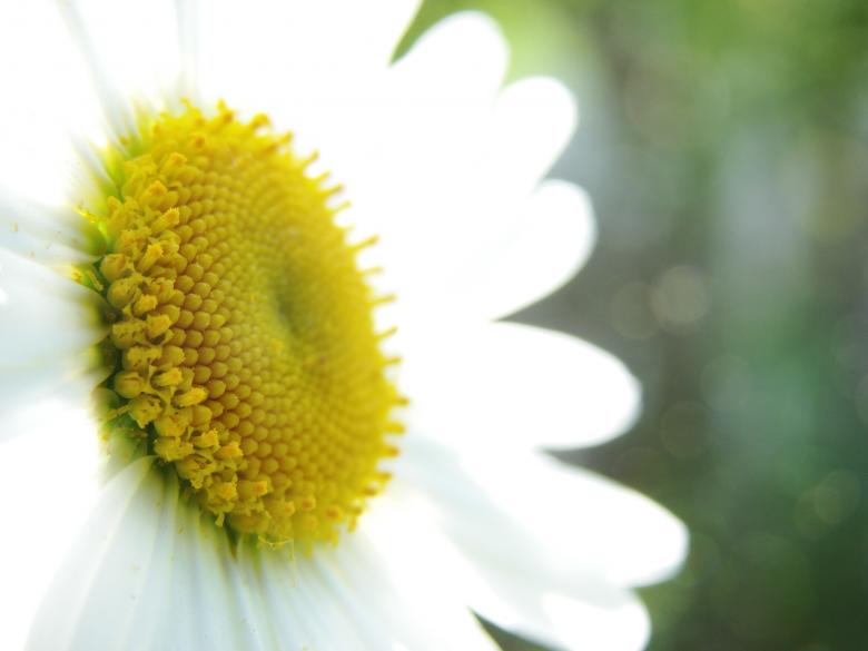 Free stock image of Marguerite created by Stefan Giuliani