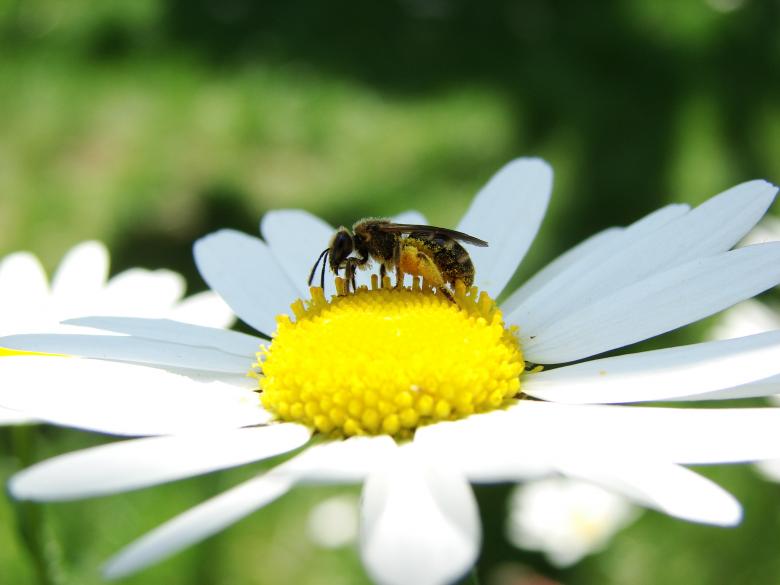 Free stock image of Bee on Marguerite created by Stefan Giuliani