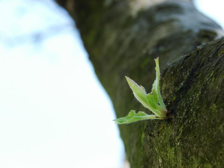 Free stock image of New Life created by Stefan Giuliani
