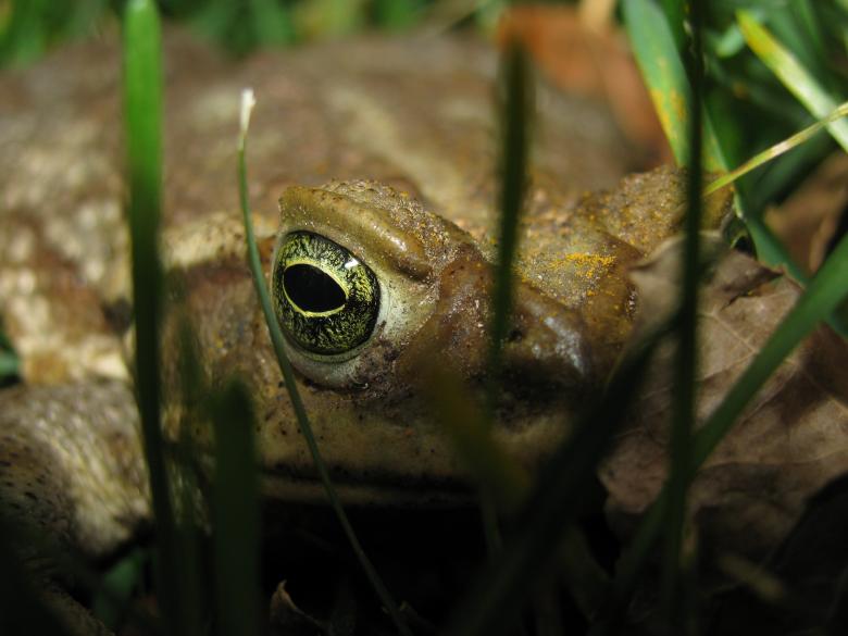 Free stock image of Frog eyes created by Pablo