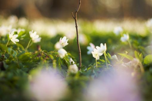 Summer Grass