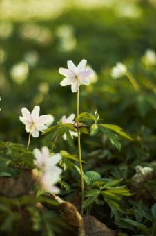 Summer Grass - Free Stock Photo