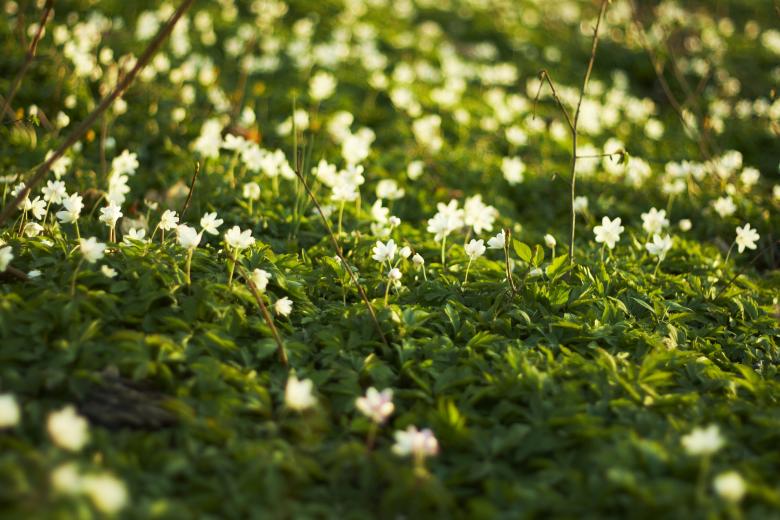Free stock image of Summer Grass created by AD