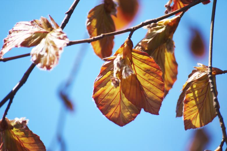 Free stock image of Summer Nature created by AD