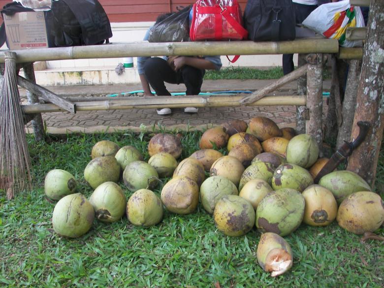 Free stock image of Coconuts created by voldevis