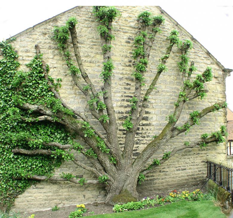 Free stock image of Tree agains a wall created by Michael Haire