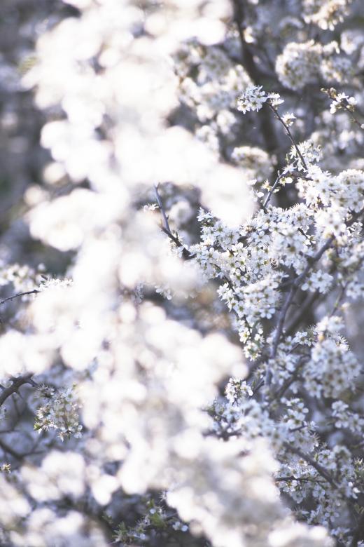 Free stock image of Summer Nature created by AD