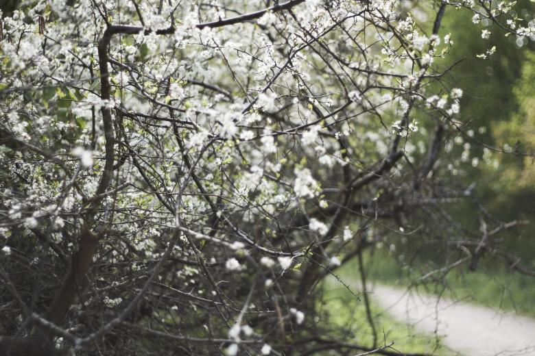 Free stock image of Cold Flowers created by AD