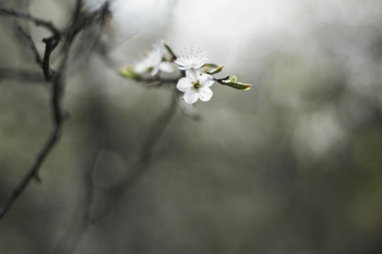 Free stock image of Cold Flowers created by AD